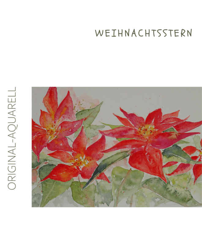 Alle Jahre wieder... Weihnachtsstern, Original-Aquarell