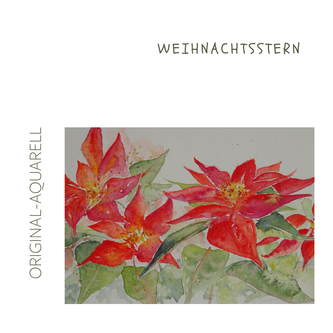 Alle Jahre wieder... Weihnachtsstern, Original-Aquarell